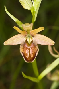 O. holoserica e sphegodes: scambio di sepali