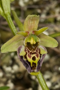 O. holoserica e sphegodes: scambio di sepali
