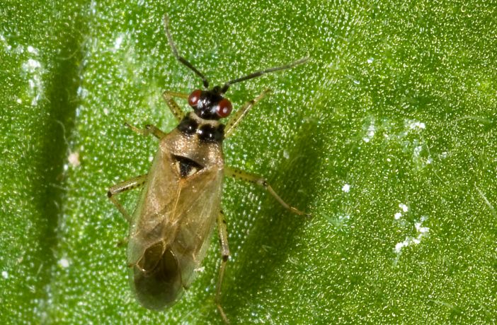 Probabile Dicyphus globulifer di Urbino