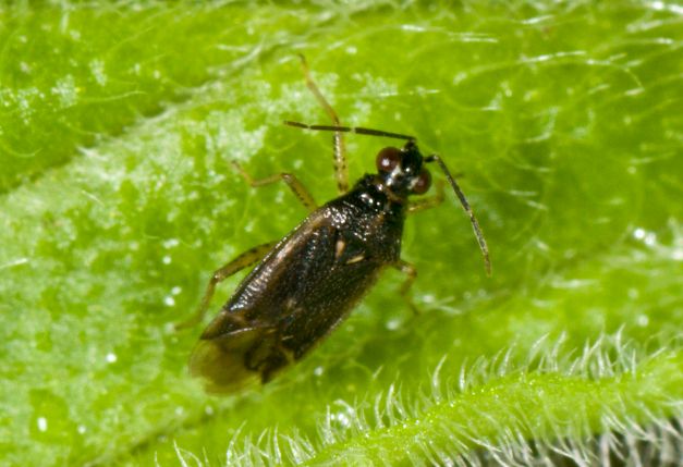 Probabile Dicyphus globulifer di Urbino