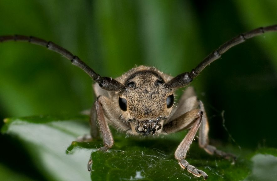 Phytoecia nigricornis (Cerambycidae)