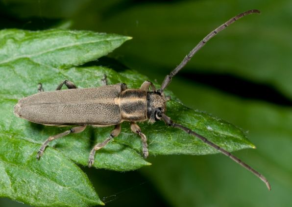 Phytoecia nigricornis (Cerambycidae)