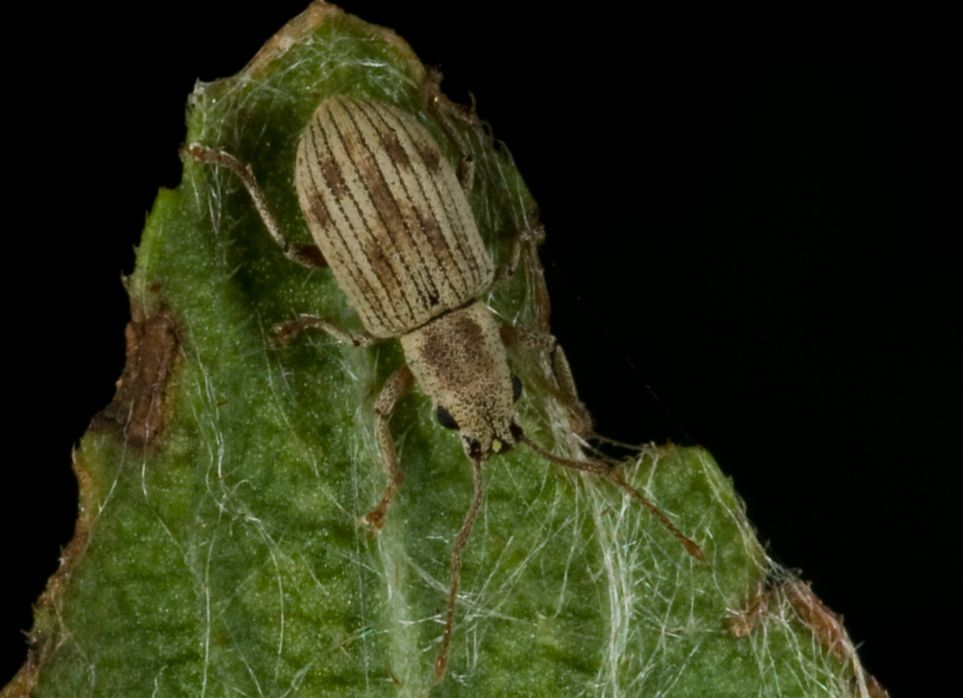 Curculionidae da determinare: Pseudomyllocerus neapolitanus