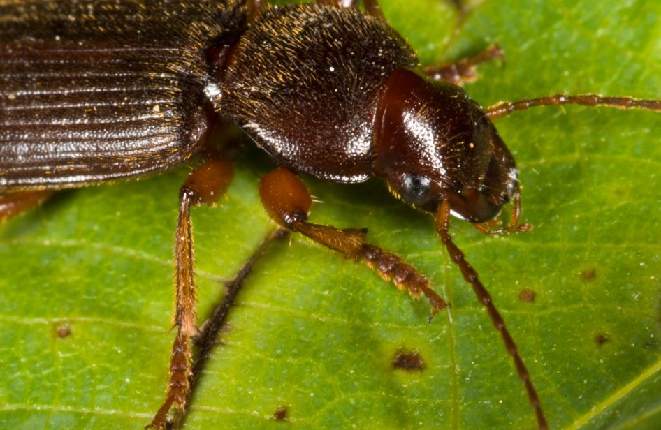 Ophonus? no, Scybalicus oblongiusculus
