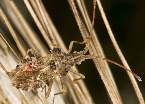 Coreidae: Centrocoris cfr. spiniger di Urbino