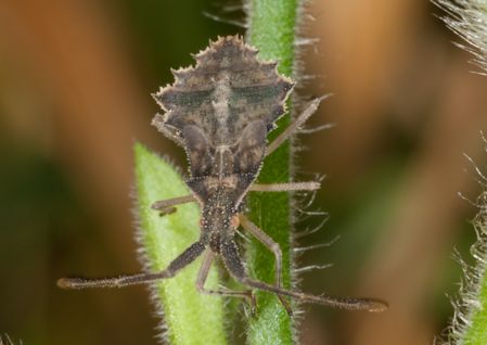 Ninfa di Syromastus rhombeus