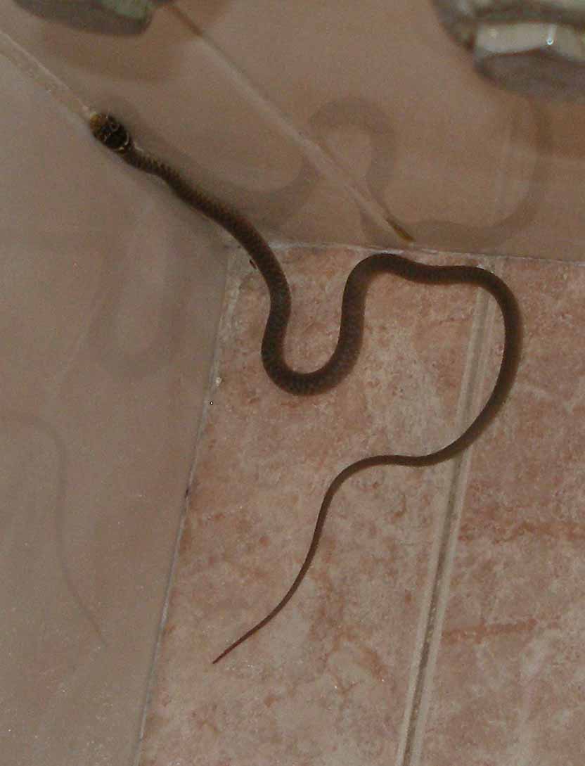 Di che serpente si tratta?