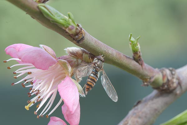 fam. Syrphidae: Episyrphus balteatus