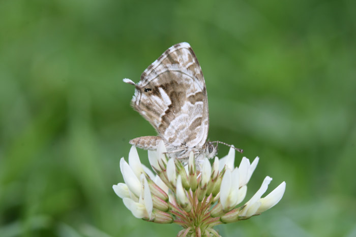 Identificazione Farfalla