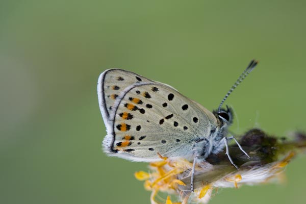 Lycaenidae da determinare