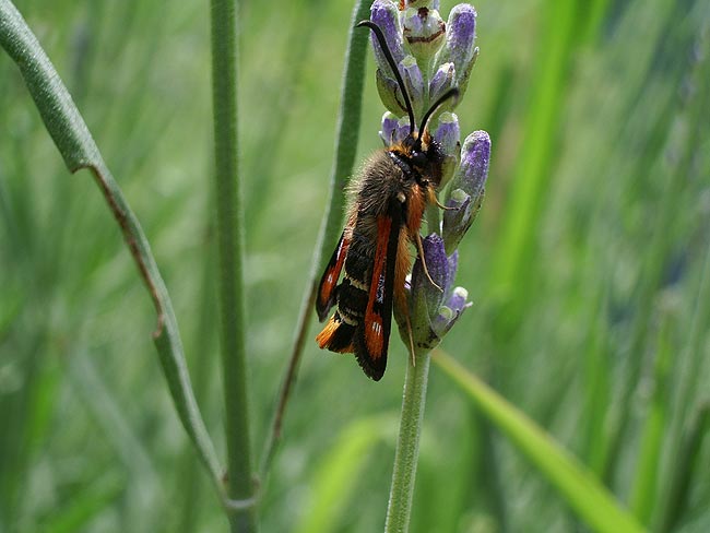 Identificazione - Pyropteron chrysidiforme