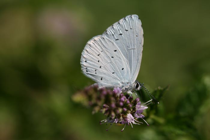 Identificazione Lycaenidae - Celastrina argiolus