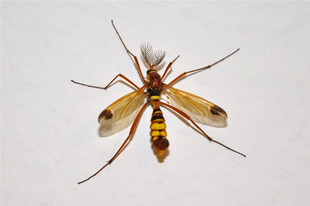  un icneumonide ? No. Ctenophora ornata (Tipulidae)