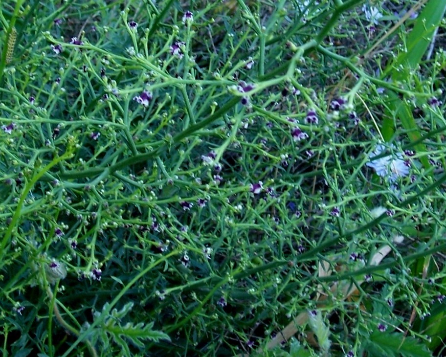 Scrophularia canina