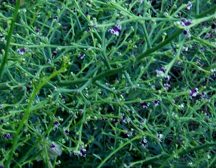 Scrophularia canina