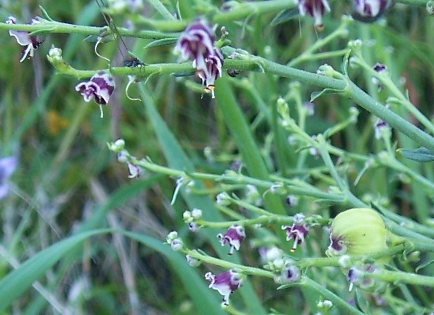 Scrophularia canina