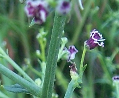 Scrophularia canina