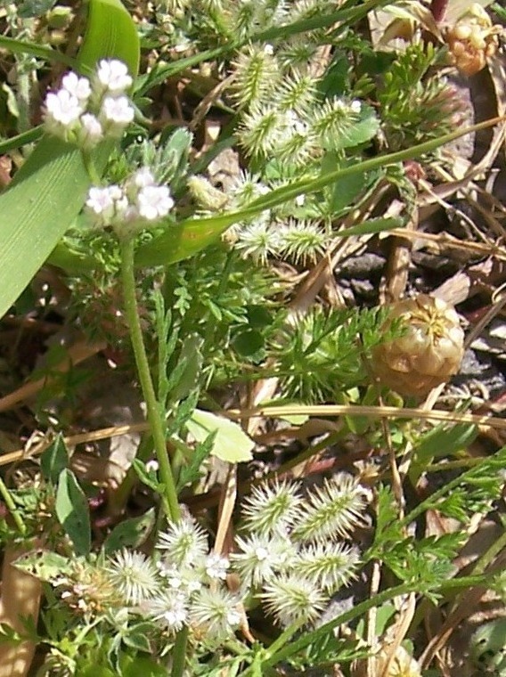 Torilis nodosa