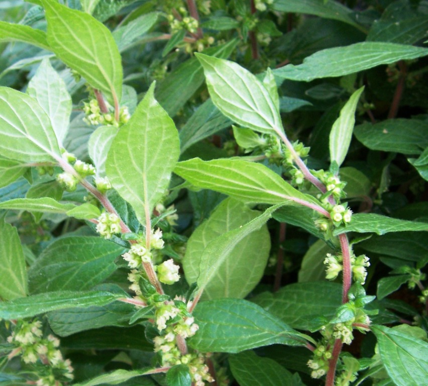 Amaranthaceae