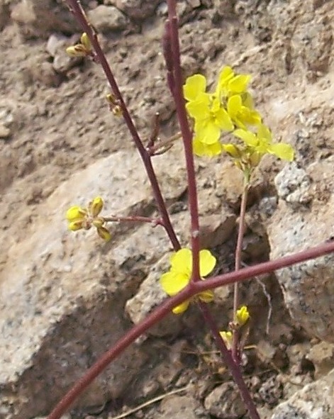 Brassicaceae? Sì, Bunias erucago