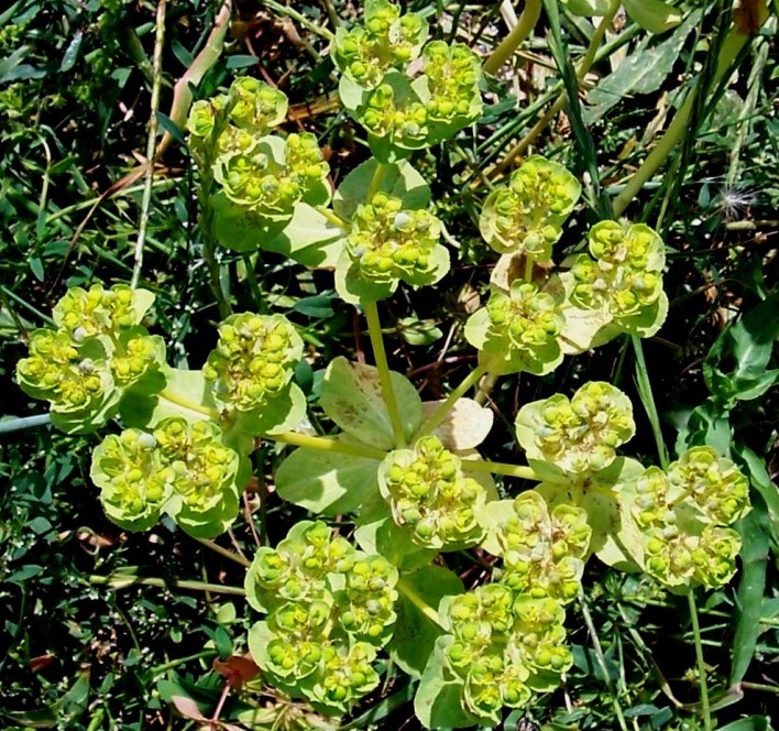 Euphorbia helioscopia