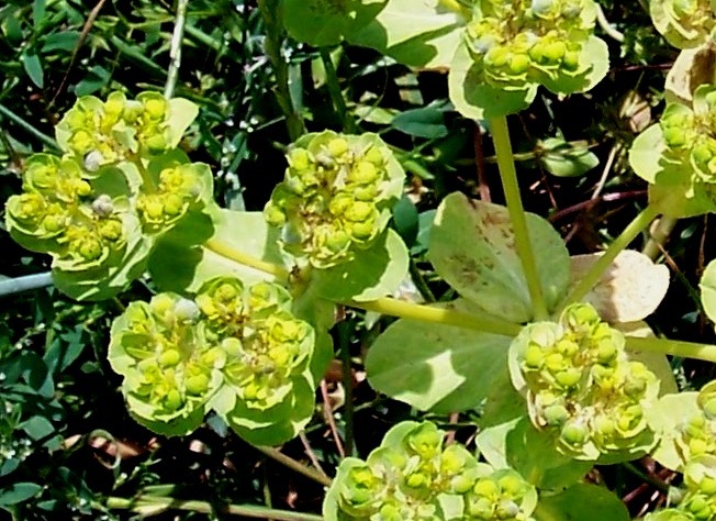 Euphorbia helioscopia