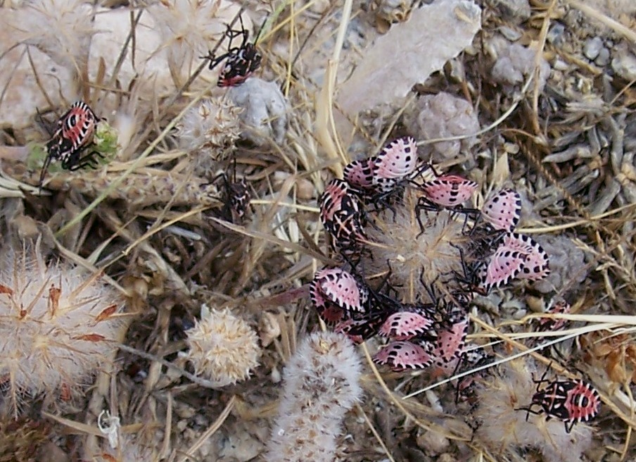 Pentatomidae: Codophila varia (juv.) della Grecia