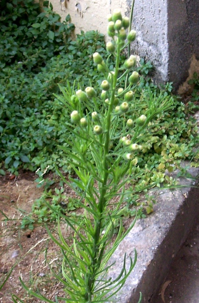 Erigeron cfr. sumatrensis