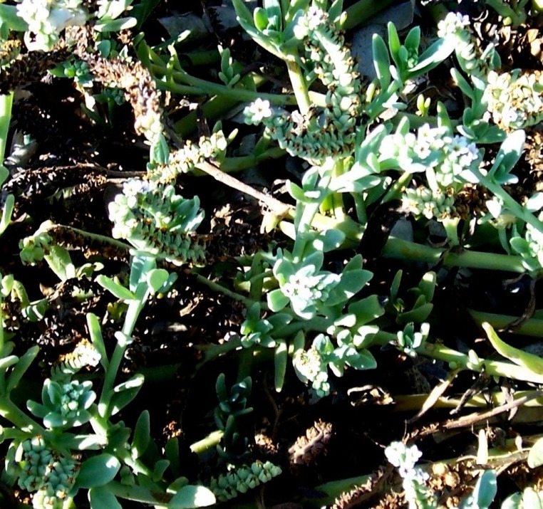 Heliotropium curassavicum
