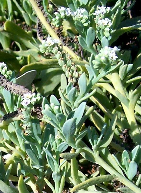 Heliotropium curassavicum