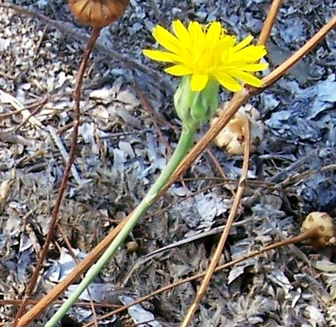 Reichardia picroides