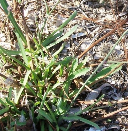 Reichardia picroides