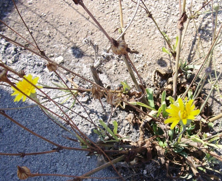 Reichardia picroides