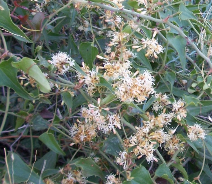 Climbing plant - Smilax aspera