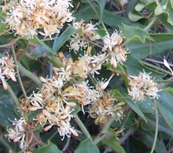Climbing plant - Smilax aspera
