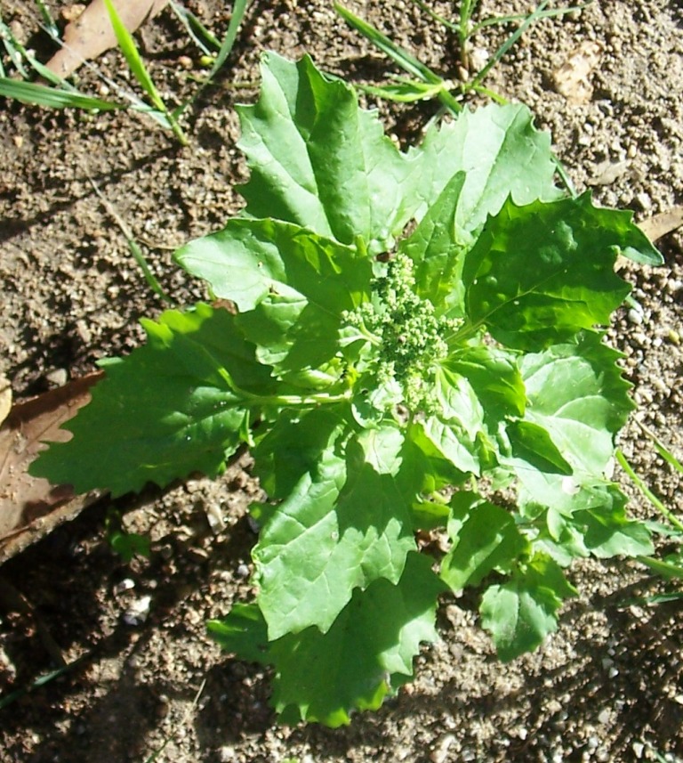 Chenopodium murale