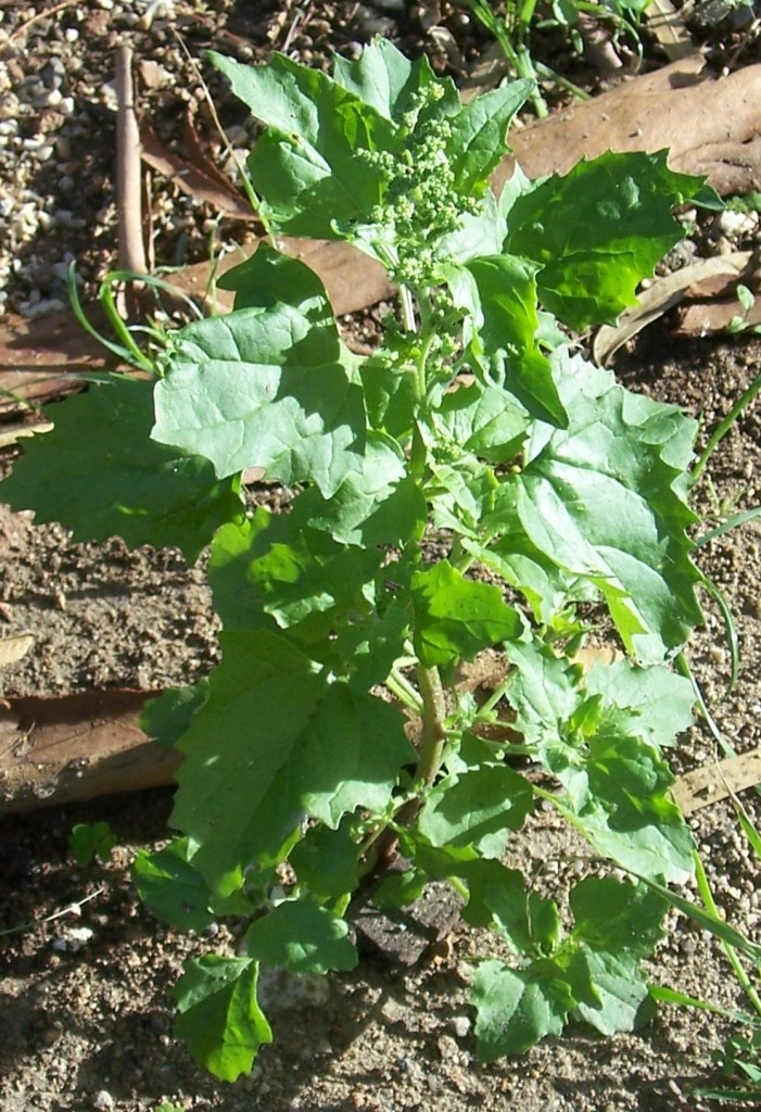 Chenopodium murale