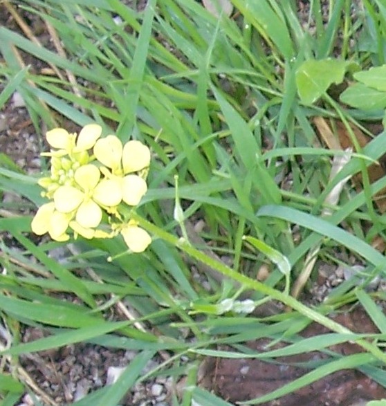 Raphanus raphanistrum  subsp. landra
