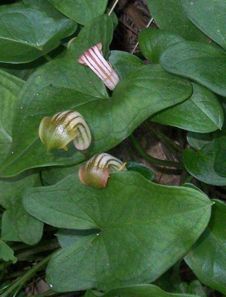 Aristolochia....no, Arisarum vulgare