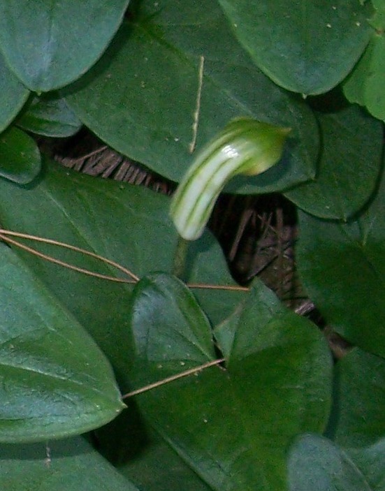 Aristolochia....no, Arisarum vulgare