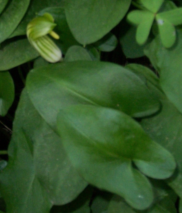 Aristolochia....no, Arisarum vulgare