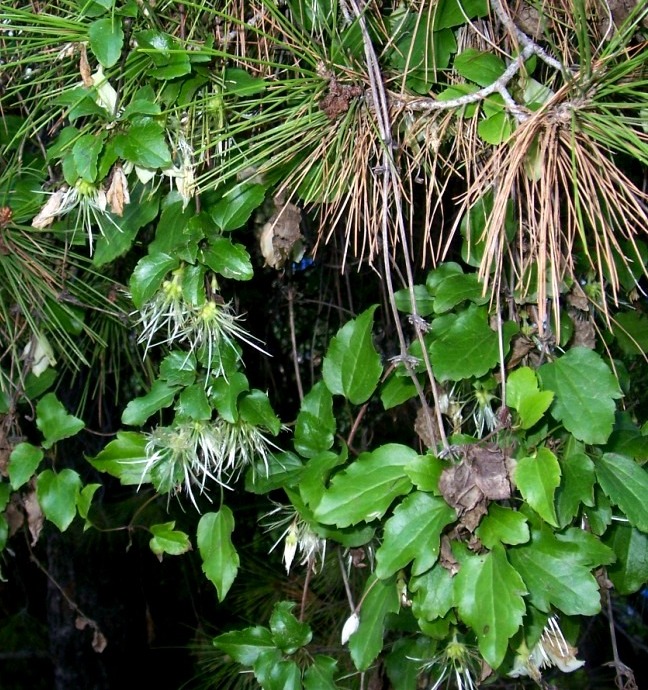 Strangling plant? Clematis cirrhosa