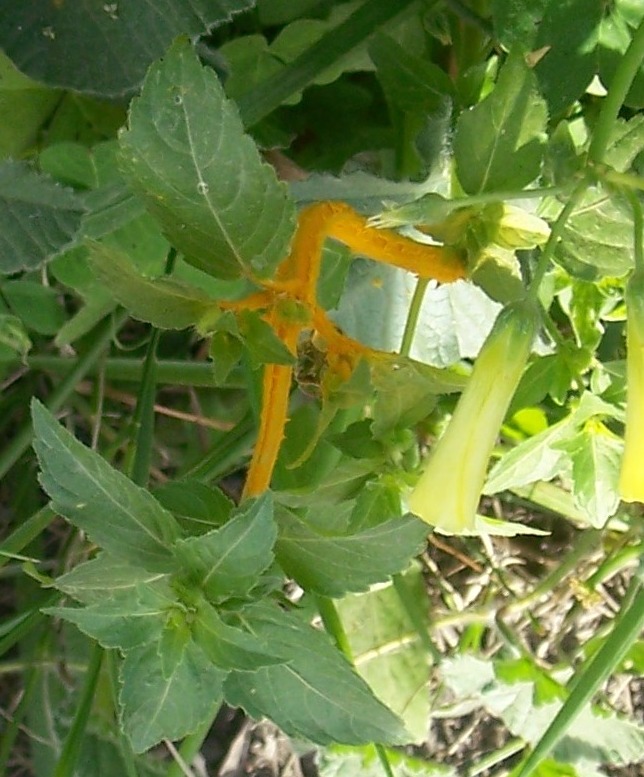 Fungus?