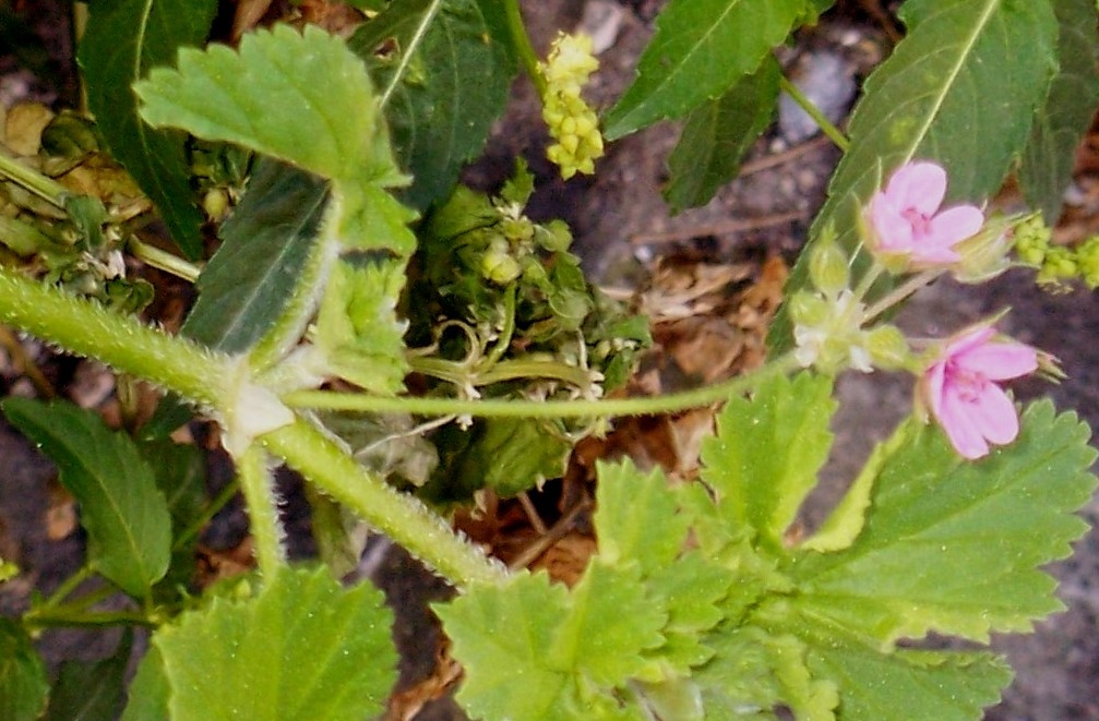 Erodium malacoides