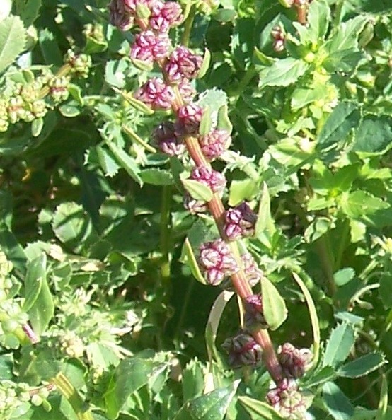 Beta vulgaris subsp. maritima / Bietola marittima