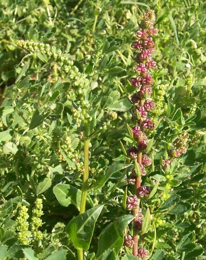Beta vulgaris subsp. maritima / Bietola marittima