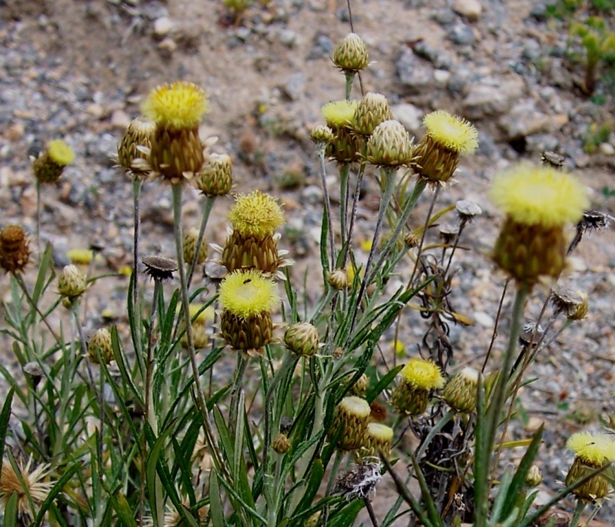 Phagnalon rupestre subsp. illyricum / Scuderi illirico