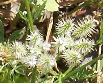 Torilis nodosa