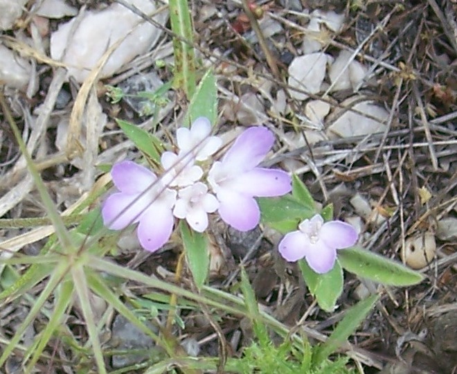 Identification2