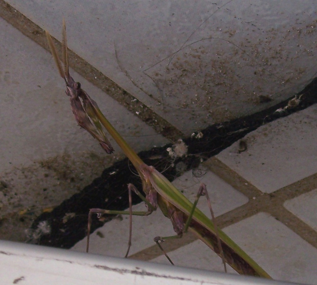 Identification: Empusa fasciata